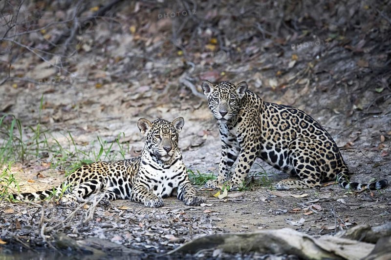 Jaguar
