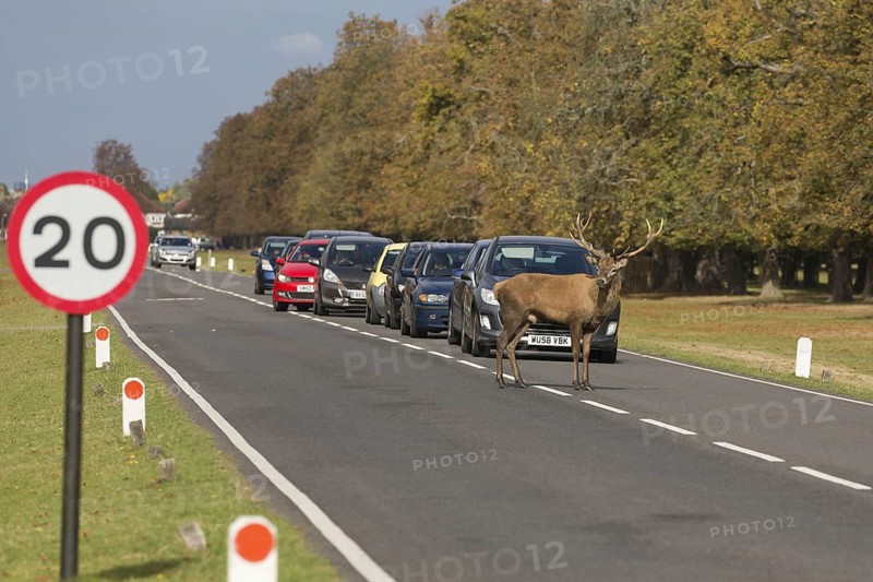 Red Deer