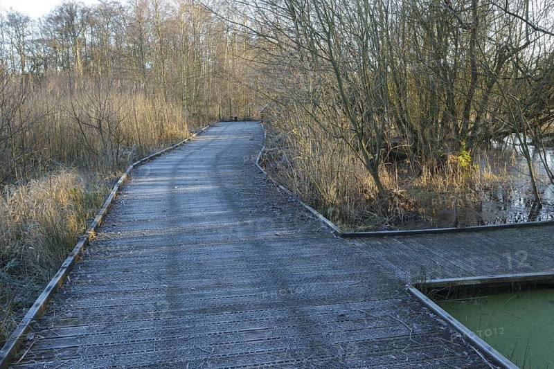Frosted boardwalk in wetland habitat