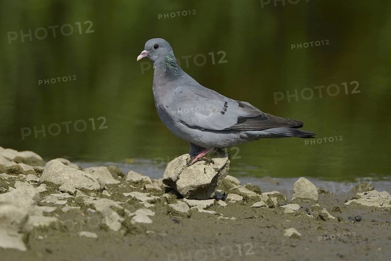 Stock Dove