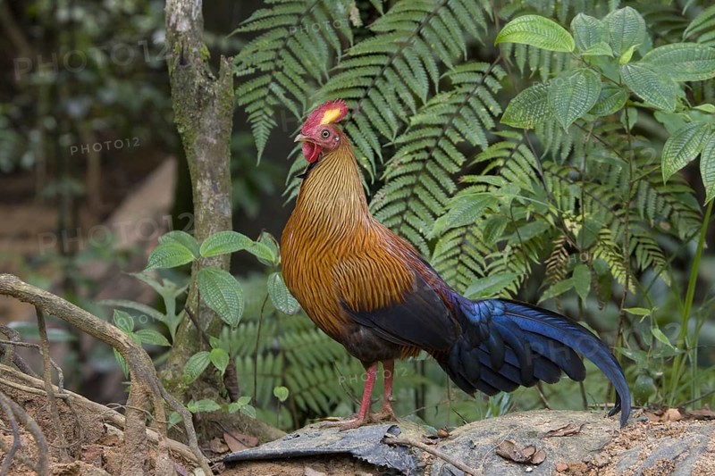 Gallus lafayettii