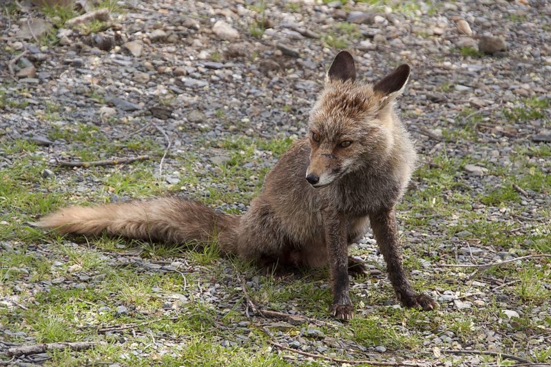 Iberian Red Fox