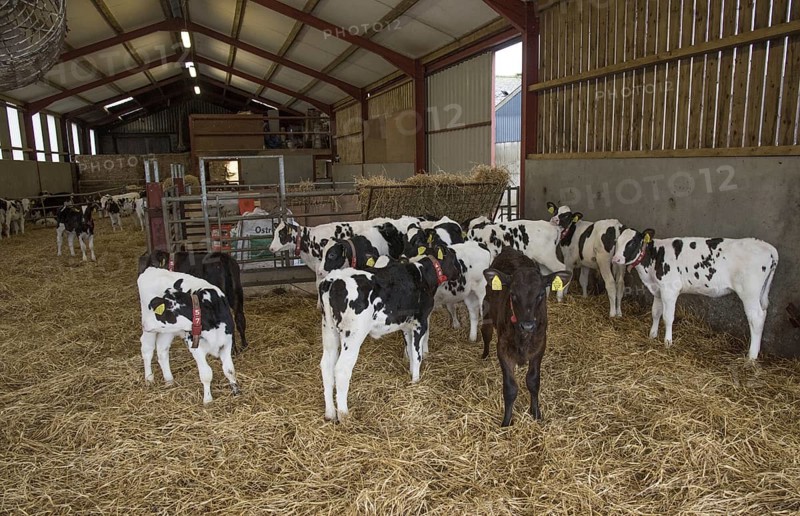 Holstein cattle