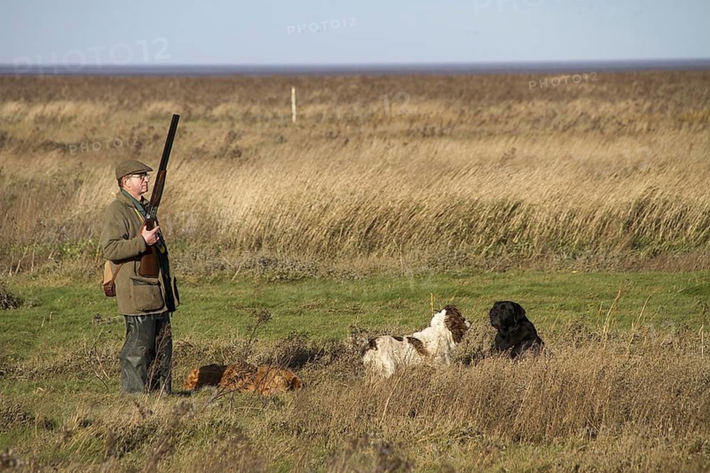 Man with 12-gauge shotgun and working dogs