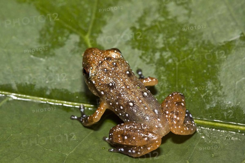 Engmaul frog