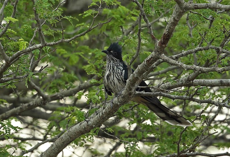 Levaillant's Cuckoo