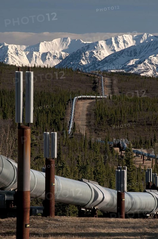 Oil pipeline crossing taiga habitat