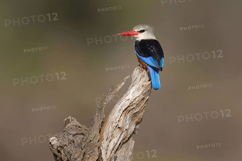 Grey-headed Kingfisher