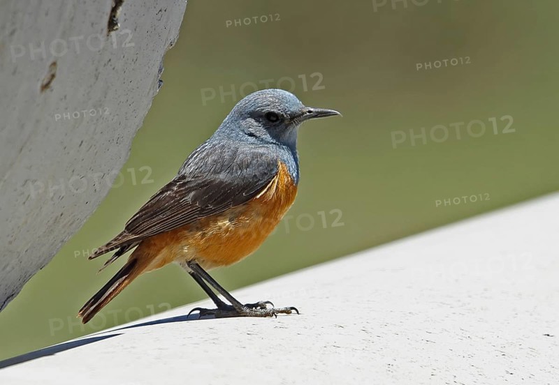 Long-toed Rock-thrush