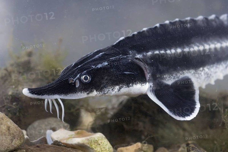 European Sturgeon