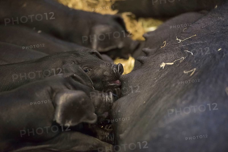 Large Black