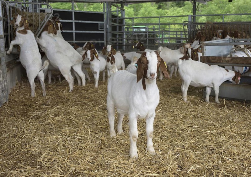 Domestic goat