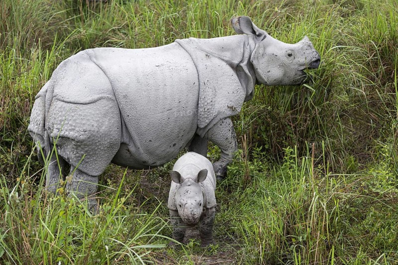 Indian rhinoceros