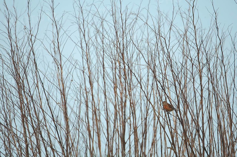 Linnet