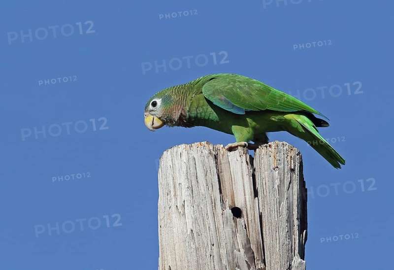 Jamaican Amazon