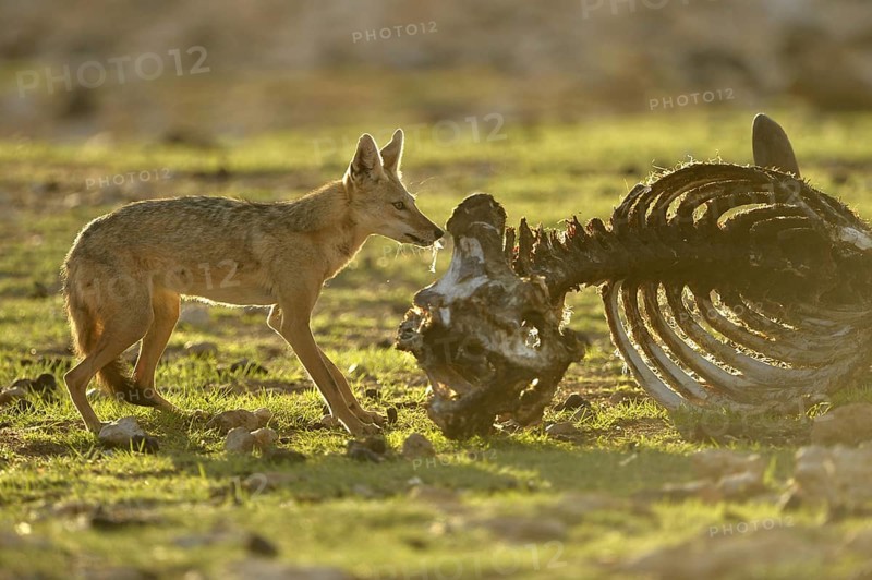 African Golden Wolf