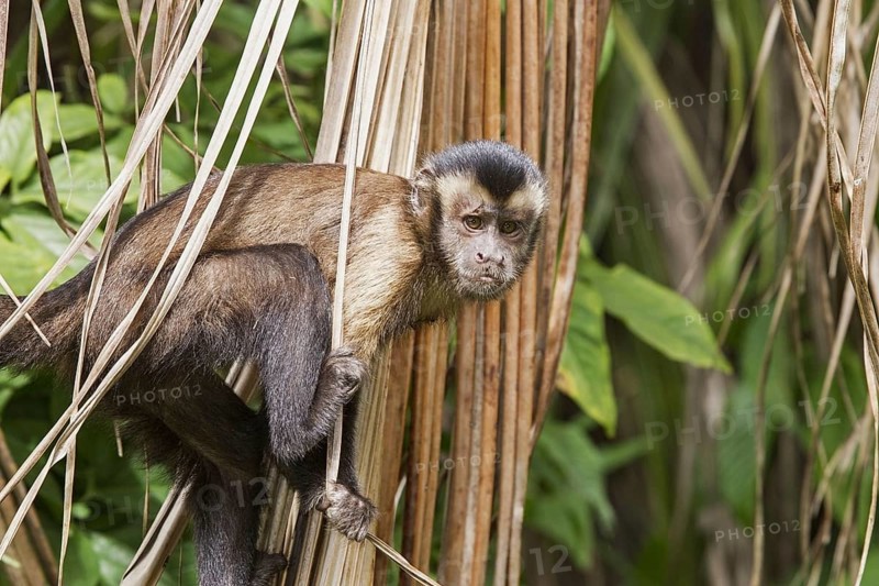 Brown Capuchin