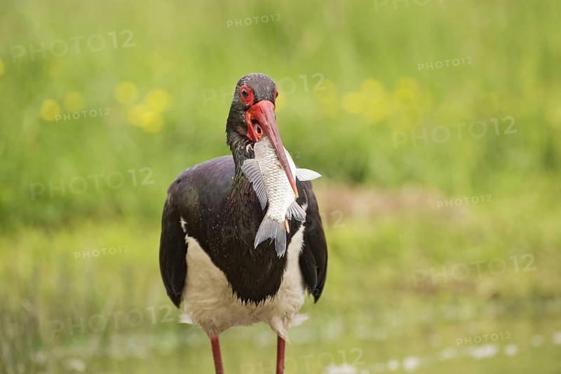 Black Stork