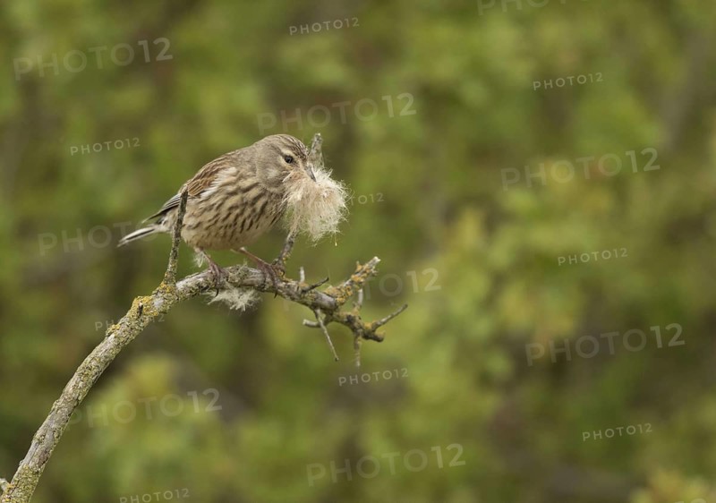 Linnet