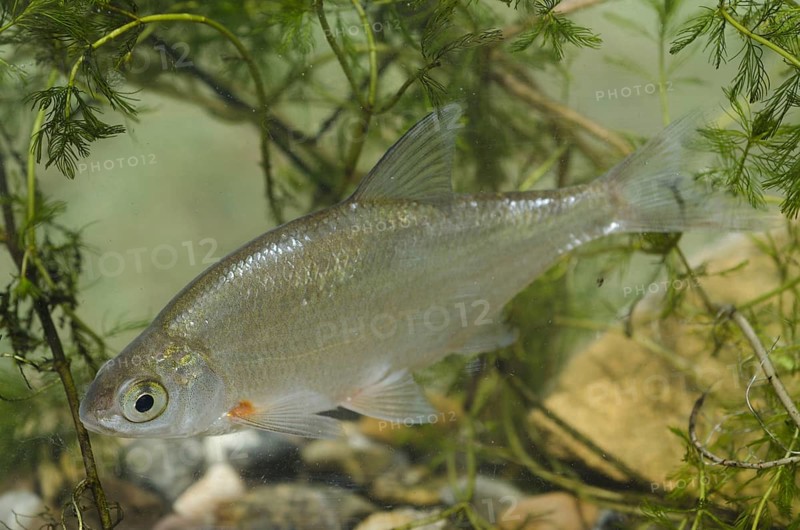 Silver Bream