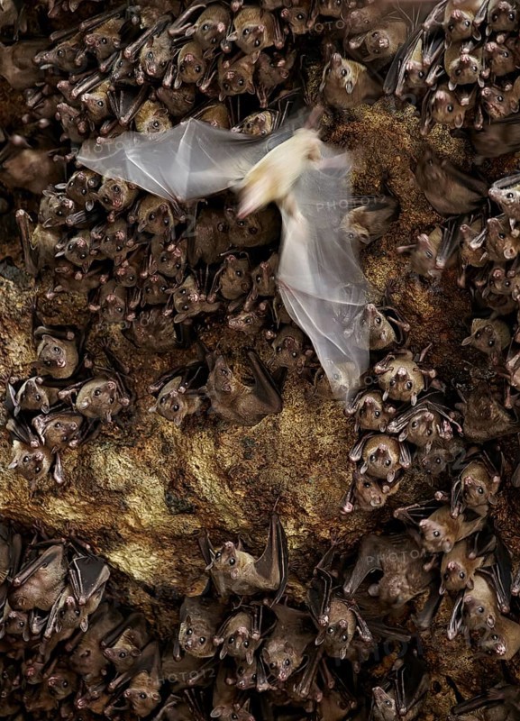 Cave nectar bat
