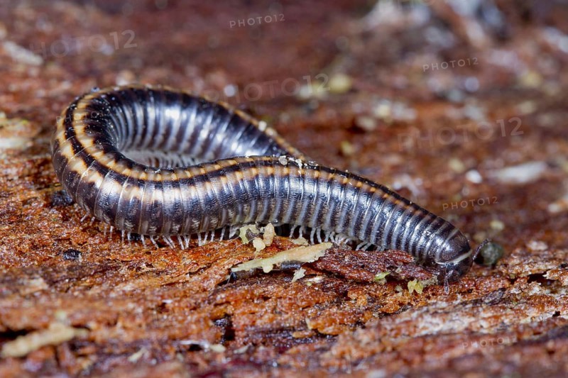 Striped Millipede