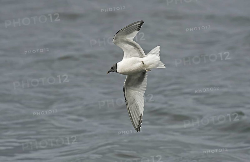 Sabine's Gull