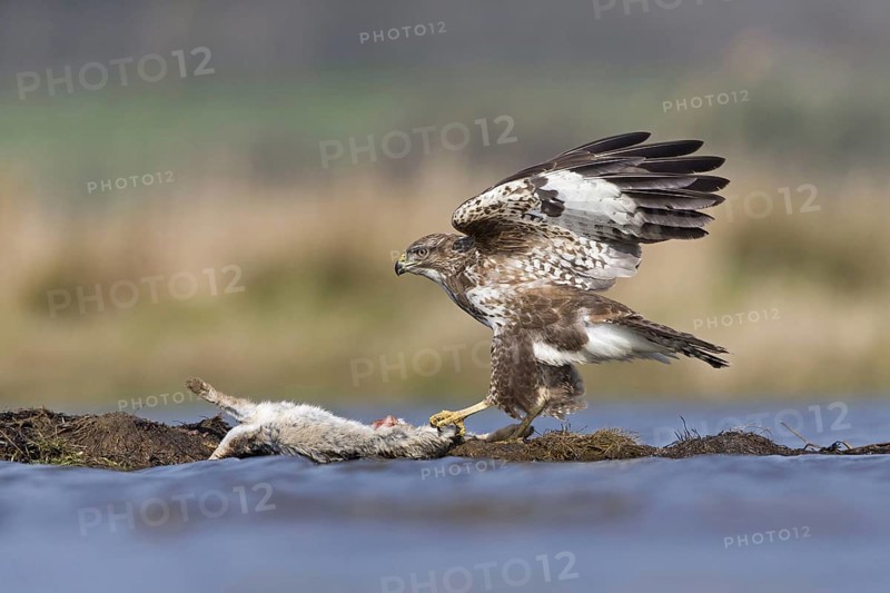Adult steppe buzzard