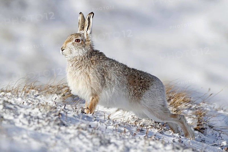 Mountain hare