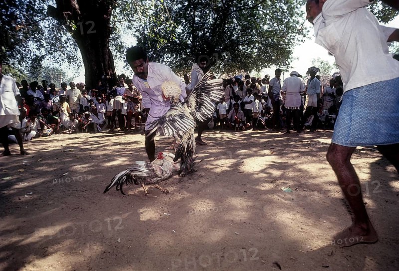 Cock Fighting near Madurai