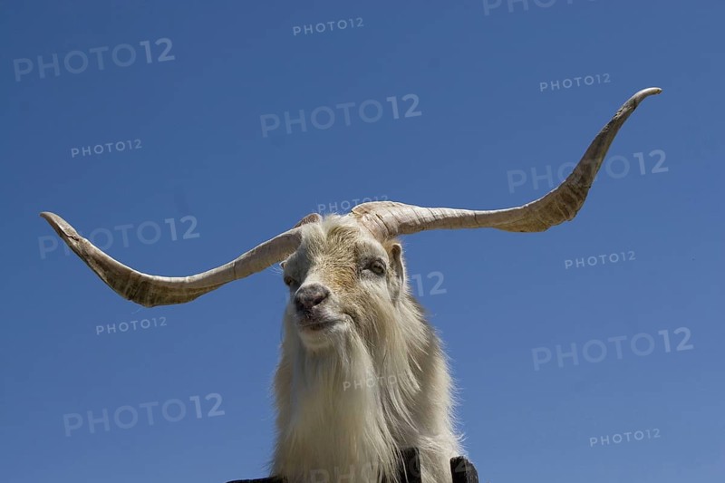 Male small-eared goat shows a wide spread of horn