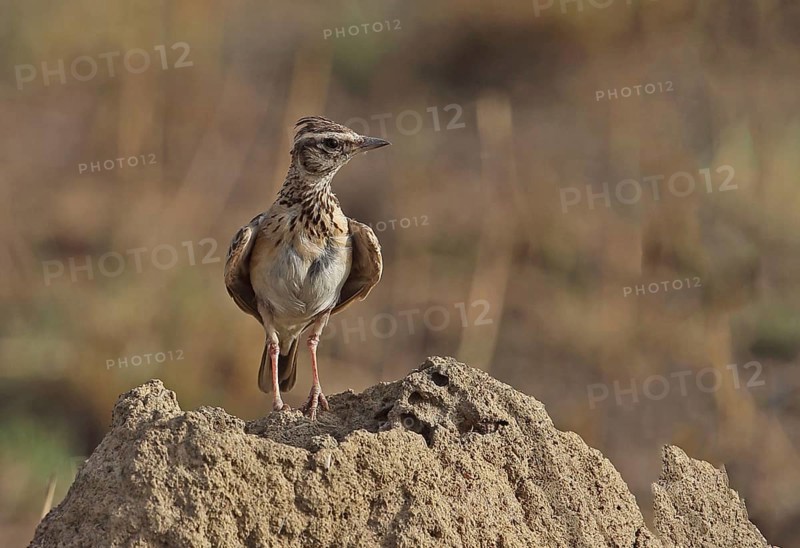 Sun Lark