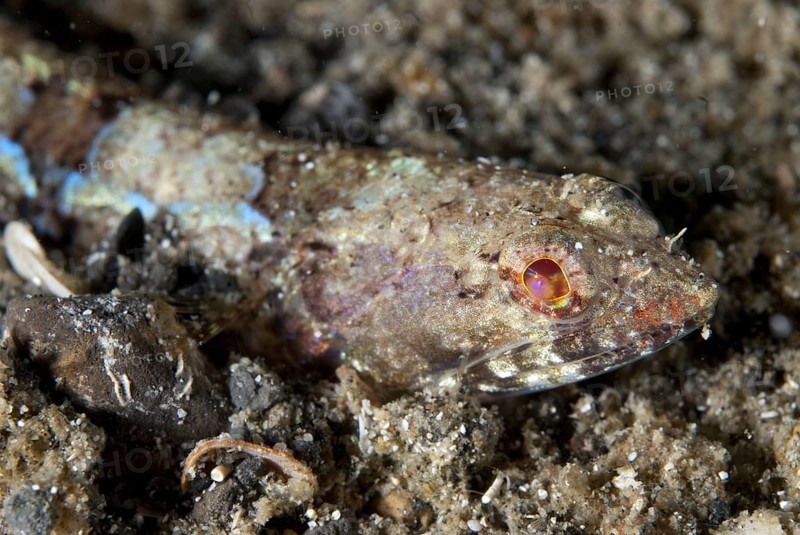 Clearfin Lizardfish