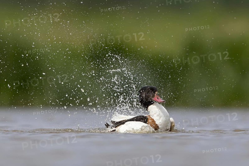 Common shelducks