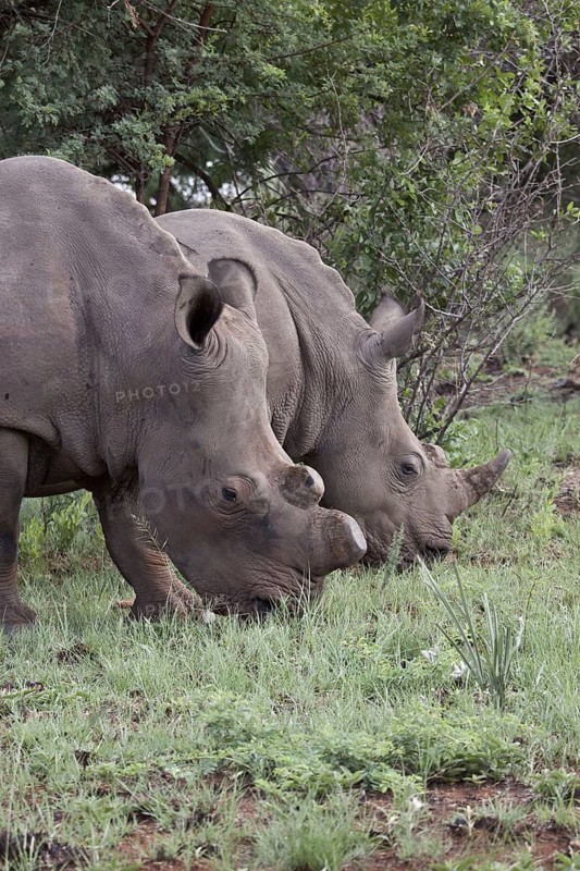 White rhino