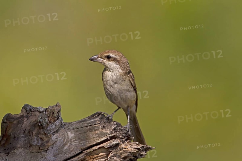 Brown Shrike
