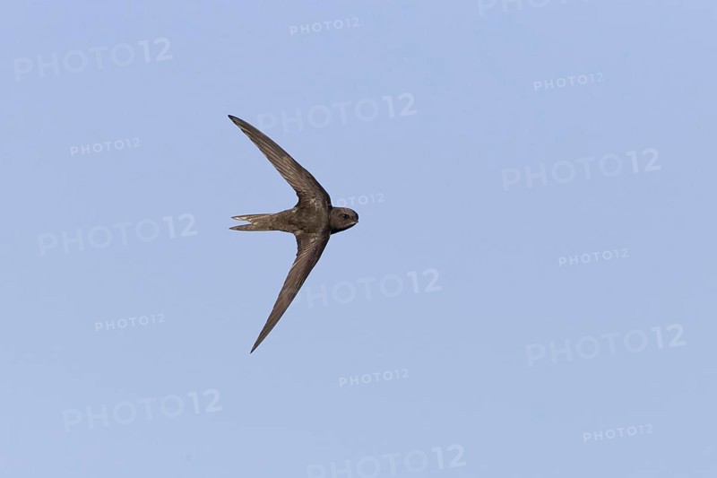Common Swift
