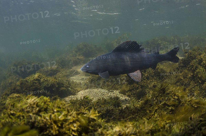 Grayling