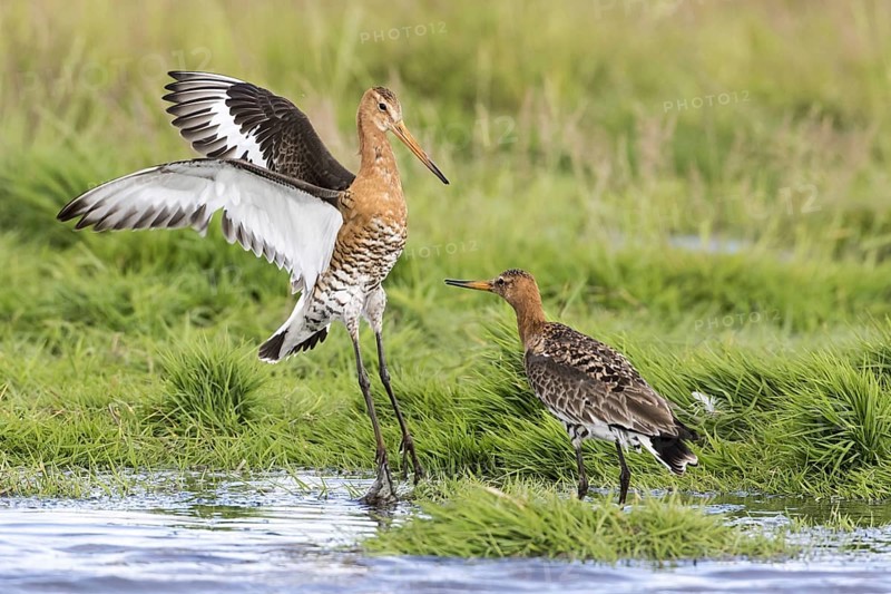 Black-tailed godwits in summer plumage fight