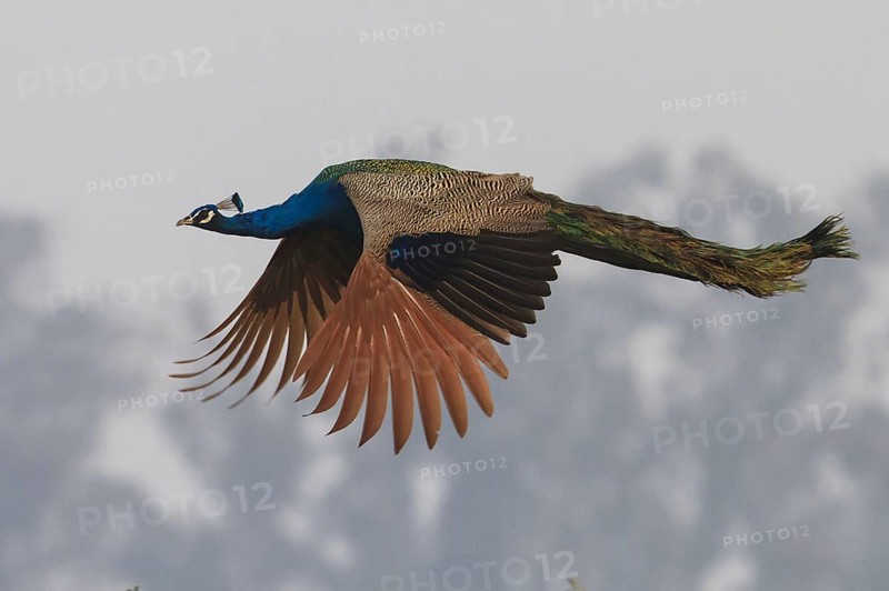 Indian indian peafowl
