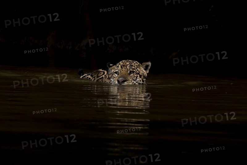 Parana jaguar