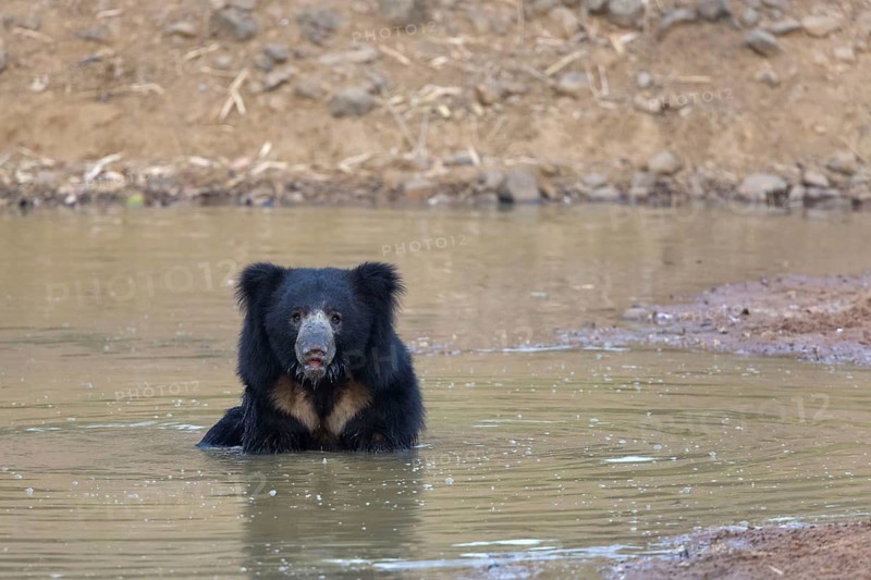 Ursus ursinus