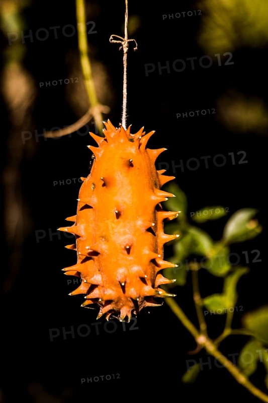 Balsam cucumber