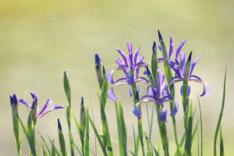 Marsh meadow iris