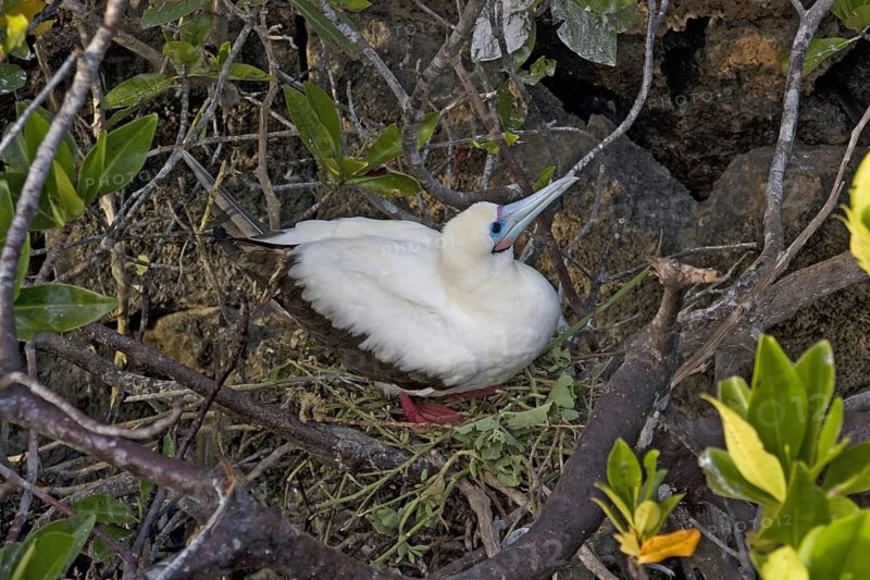 Sula brewsteri brewsteri