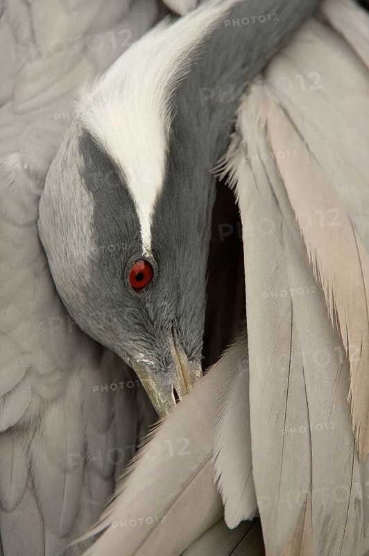 Demoiselle demoiselle crane