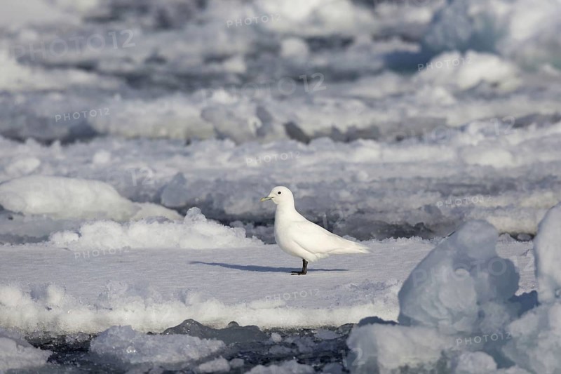 Ivory Gull