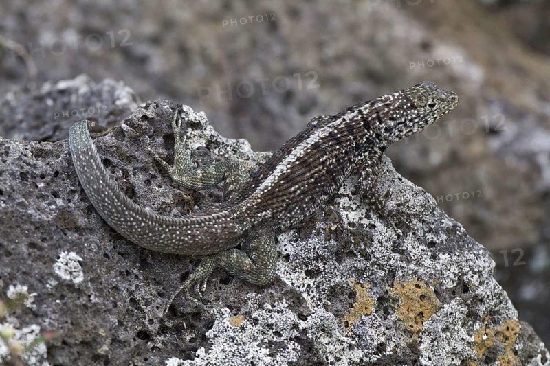 Tropidurus albemarlensis