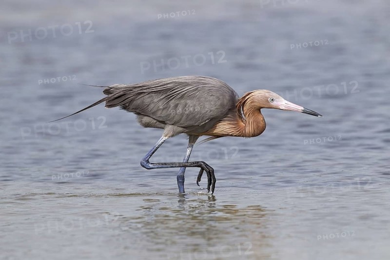 Reddish egret