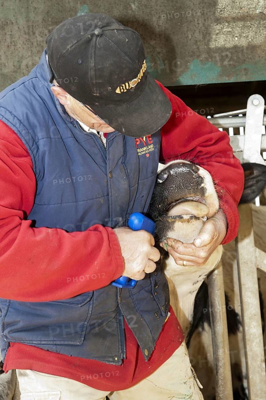 Cattle farming